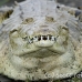 crocodile_american_tar_h_0059_cos0338.jpg